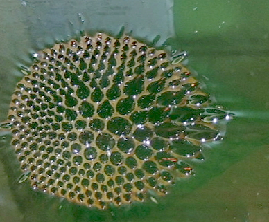 dscn2163-c.jpg